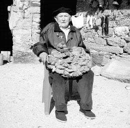 Una seta de roble de siete kilos