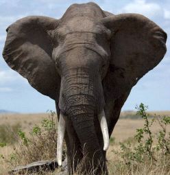 Memoria de elefante