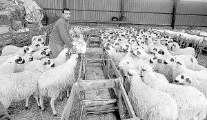 Una quesería propone apadrinar ovejas a cambio de productos artesanales