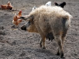 Ejemplar de cerdo Mangalica hembra. / EL NORTE