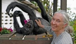 Muere Gregoire, el mono más longevo