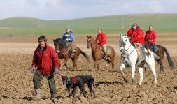 La Junta propone vetar la caza de liebre en unos años como alternativa a la repoblación