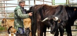 Un ganadero de Villardiegua, junto a sus vacas de raza sayaguesa. / LUIS CALLEJA