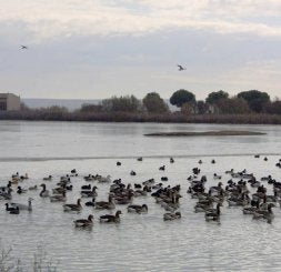 Vista de la Reserva de las Lagunas de Villafáfila. / LUIS CALLEJA