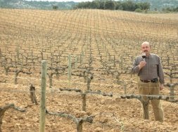 Los vinos de la afrenta