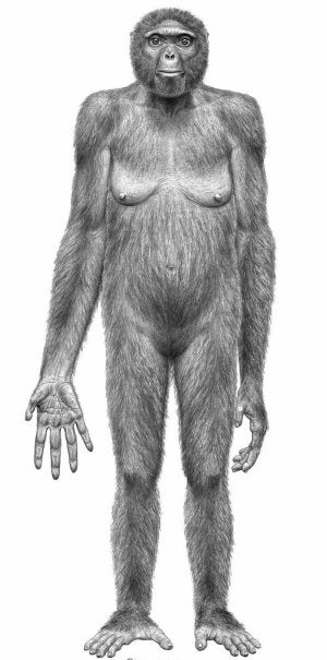 Probable apariencia del 'Ardipithecus ramidus', que refleja 'Science' en su número monográfico de hoy. / AFP