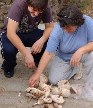 Dos buscadores de setas muestran sus ejemplares. / A. SAAVEDRA Un vecino de Hermisende selecciona sus cucurriles. / A. SAAVEDRA