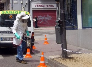 Un técnico de Sanigest actúa en un nido de abejas instalado en un semáforo de la avenida de Portugal    de la capital zamorana. ::                             EL NORTE