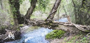 NATURAL.  Un árbol sobre el río Urbión ejerce de improvisado puente en la Garganta de Garganchón.  / REPORTAJE FOTOGRÁFICO DE JAVIER PRIETO GALLEGO
