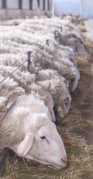 Uno de cada siete litros de leche natural de ovino se produce en Zamora