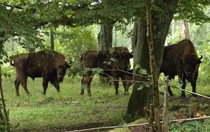 Una manada de bisontes en Polonia, similares a los que hoy llegan a San Cebrián. ::                             EL NORTE