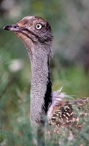 Espectáculo de plumas