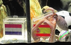 El pulpo escoge la urna con la bandera española en su acuario de Oberhausen. ::
R. WEIHRAUCH-EFE
