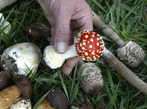 Una persona muestra un hongo encontrado en el monte. ::                             EL NORTE