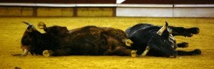 Los toros, instantes después del choque, aunque luego se repusieron. :: P. CARRIBA