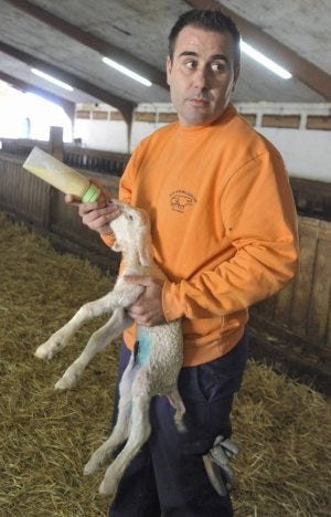Alberto García da el biberón a un cordero nacido el mismo día en el que se tomó la fotografía. ::                             FRAN JIMÉNEZ