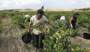 Vendimia en la comarca vitivinícola de Cigales. ::
GABRIEL VILLAMIL
