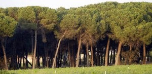 Masa de pinos en la comarca conocida como Tierra de Pinares. ::
HENAR SASTRE