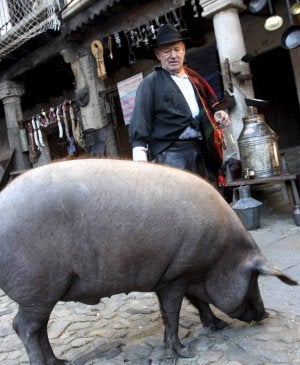 El cerdo rifado ayer pasea por el pueblo como un vecino más. ::                             C. G.EFE