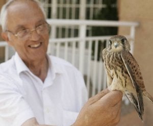 Recuperan un cernícalo en Parquesol