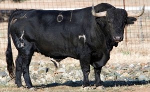 Afligido, el toro de la Vega 2011, pertenece a la ganadería gaditana de María del Carmen Camacho García. ::                             EL NORTE