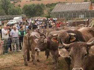 Más de 250 reses se presentan en la feria de San Salvador