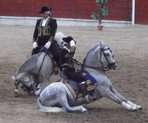 Los caballos bailan en el albero