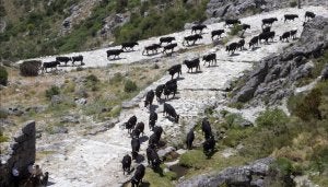 Cerca de 400 reses de raza avileña-negra ibérica trashuman desde Extremadura hasta la Sierra de Gredos. ::
M. M.-ICAL