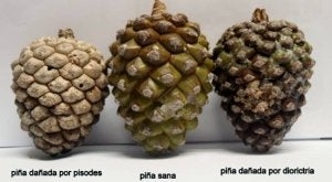 Las plagas reducen a la mitad la producción de piñas