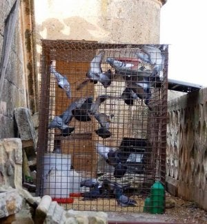 Vecinos incómodos e indeseables