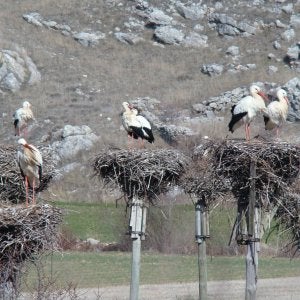Global Nature mantendrá el Centro de la Cigüeña de Barrio de Santa María