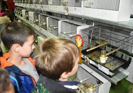 Escolares visitando el V Internacional de Ornitología