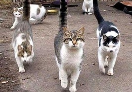 Gatos callejeros