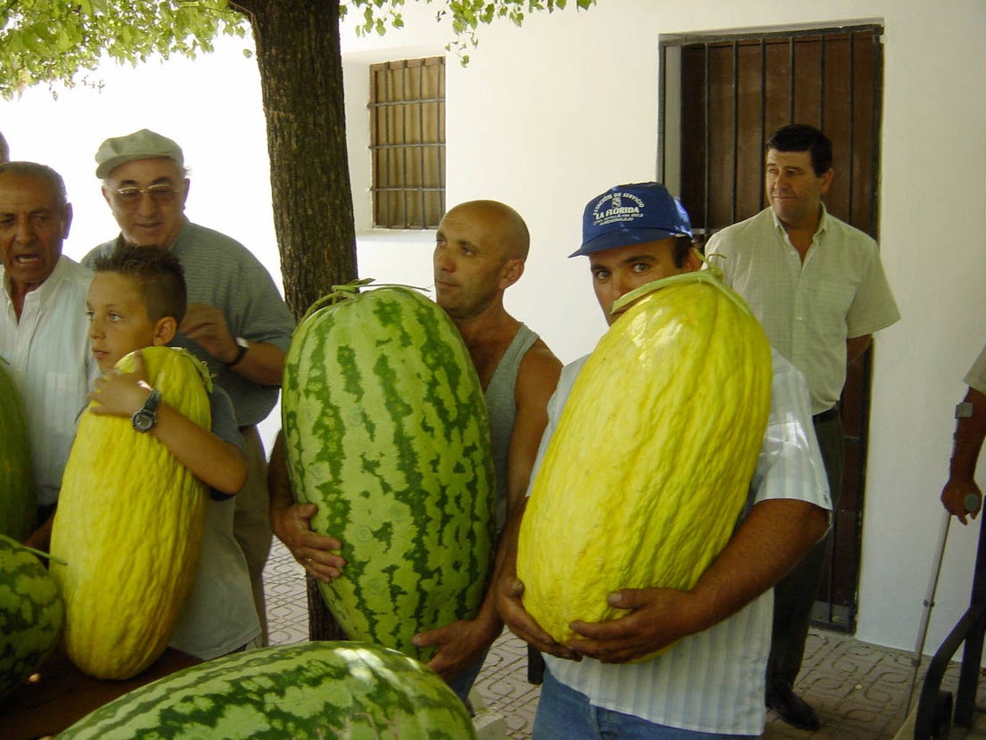 Fotos: Las fiestas de la Piedad siguen siendo referencia para los almendralejenses