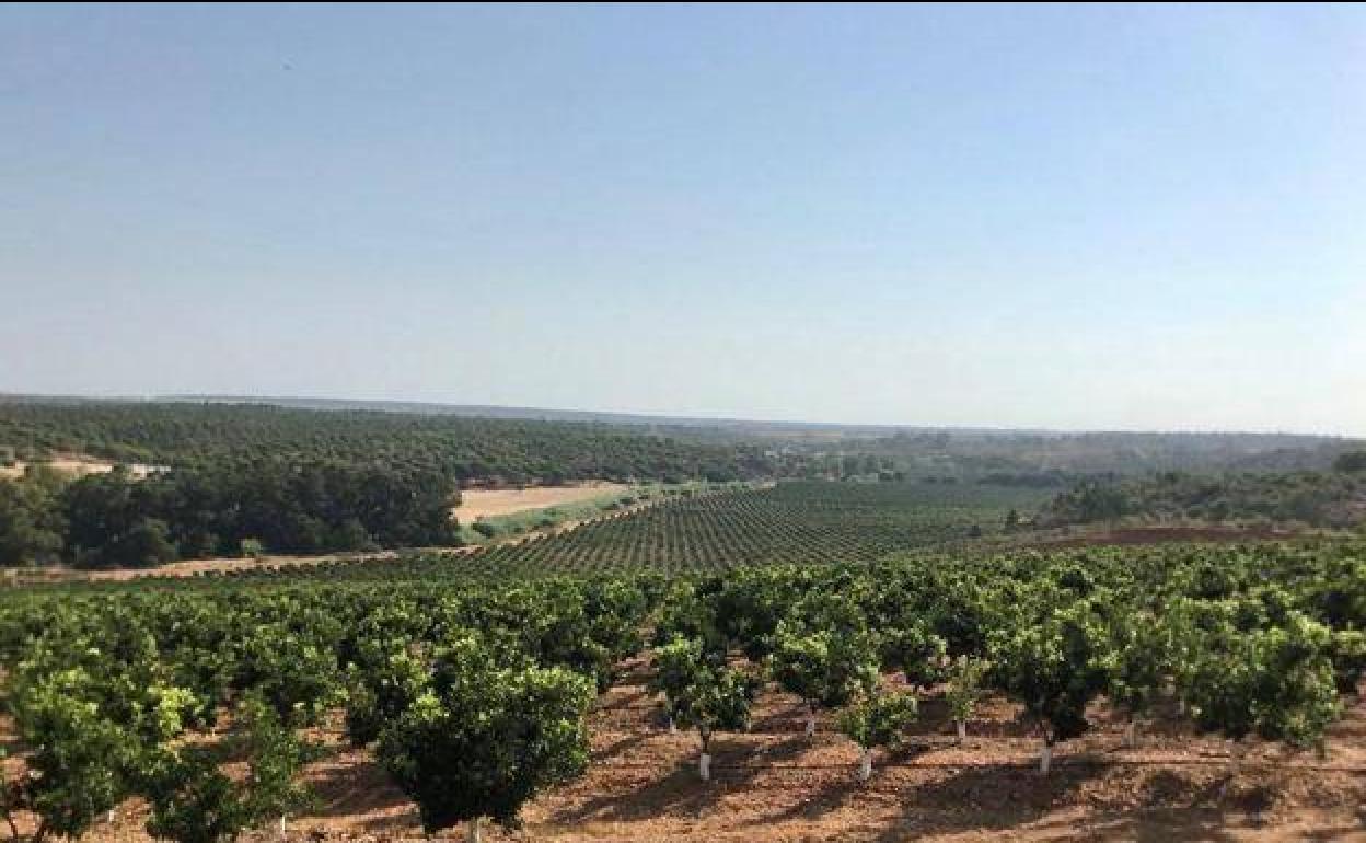 Zona de regadío de Tierra de Barros. 