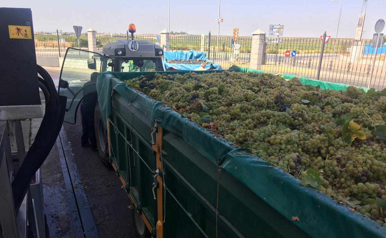 En estos días se está ultimando la vendimia en Tierra de Barros. 