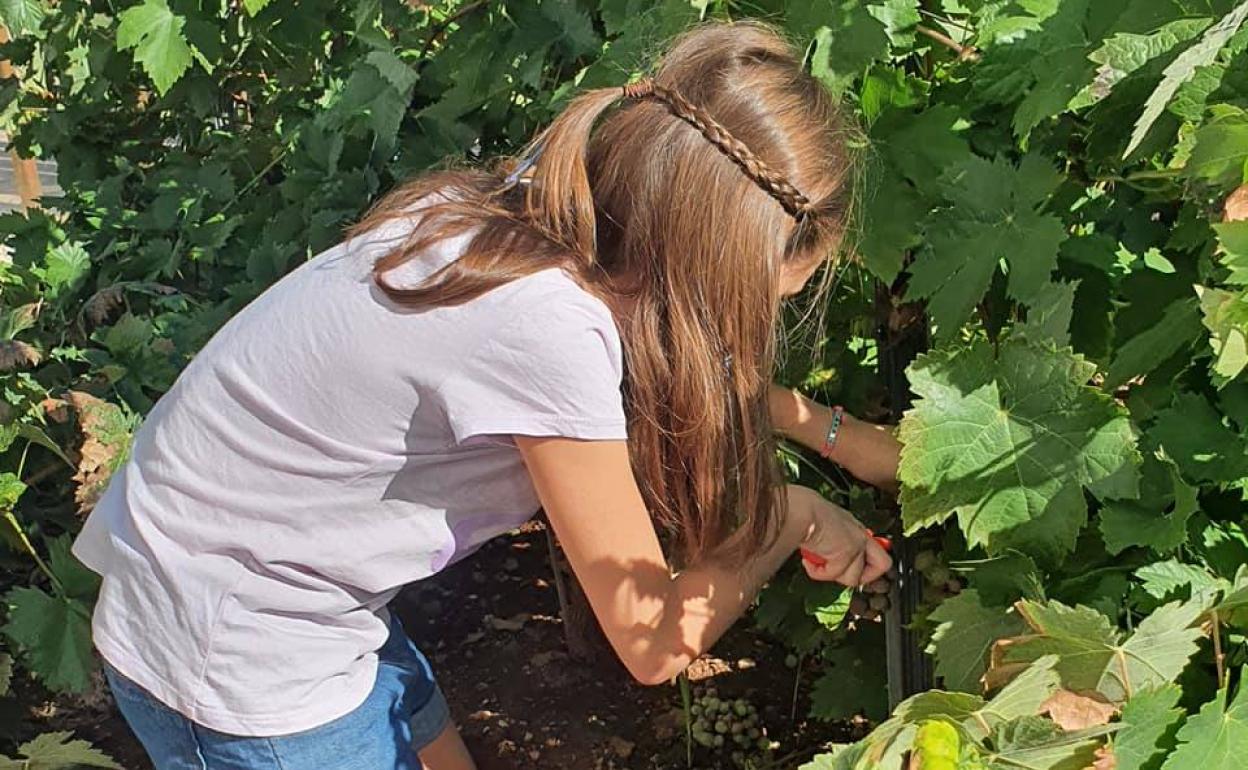 Una niña participante pudo practicar cómo se hace la vendimia. 