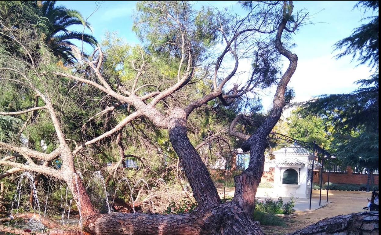 Árbol caído en torno a las cinco de la tarde de este sábado. 