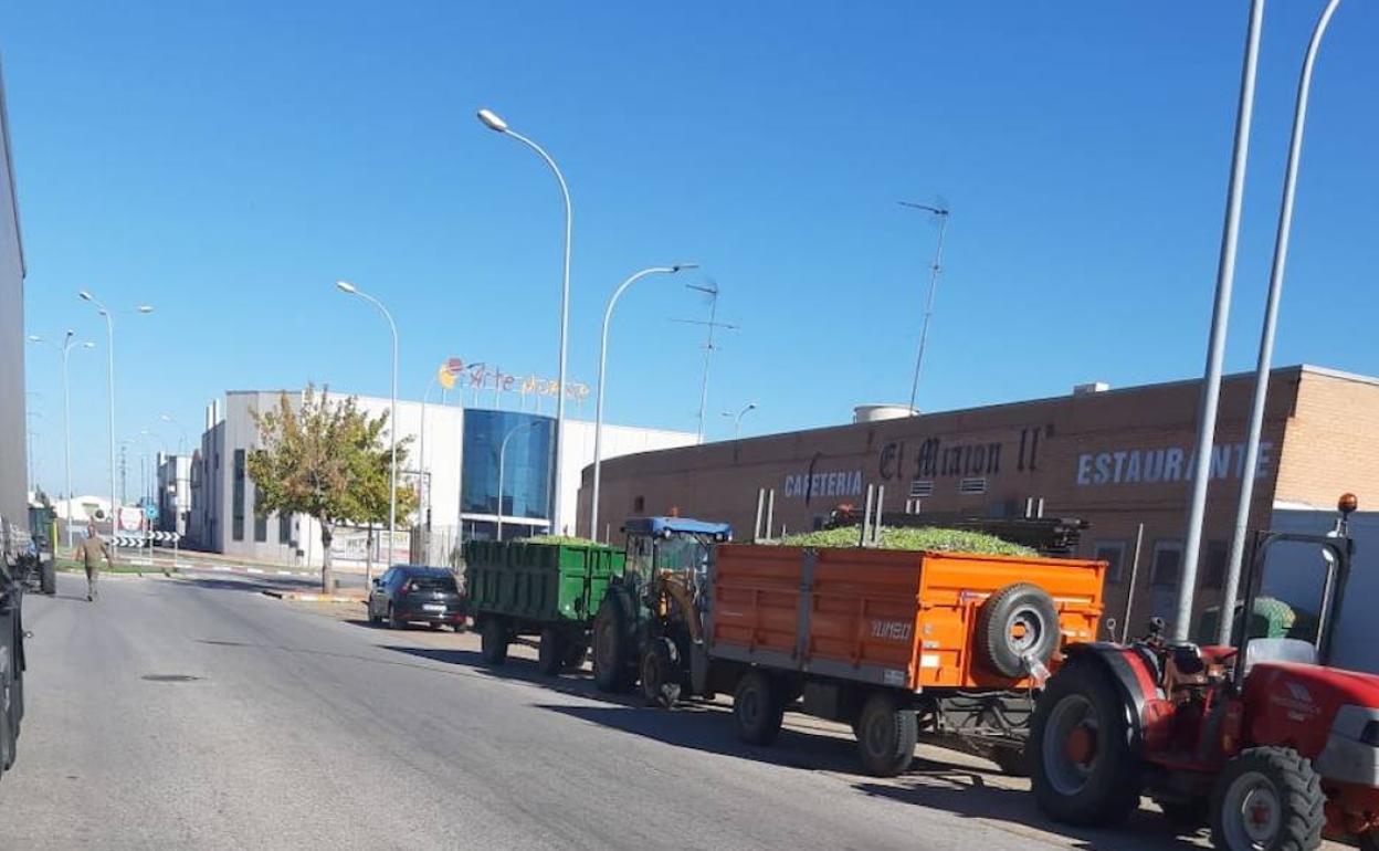 Un camión cargado de aceitunas espera a la entrada de una de las aceituneras de Almendralejo. 