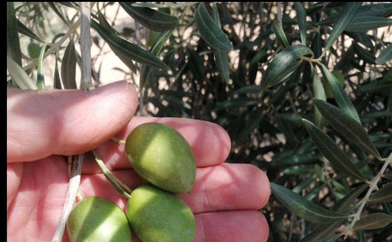 Este año la cosecha de aceituna se prevé que sea muy amplia y de calidad. 