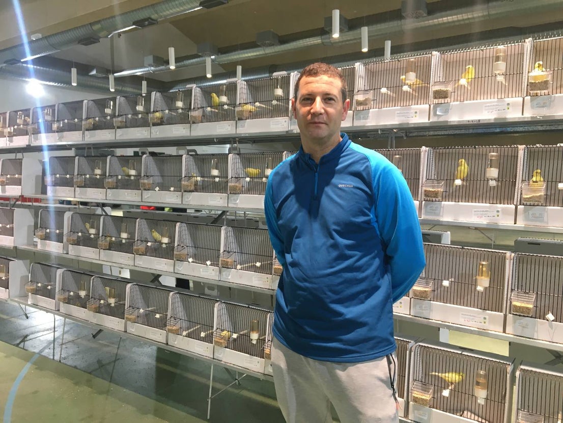 La exposición con los canarios se ha montado en el Palacio del Vino y la Aceituna 