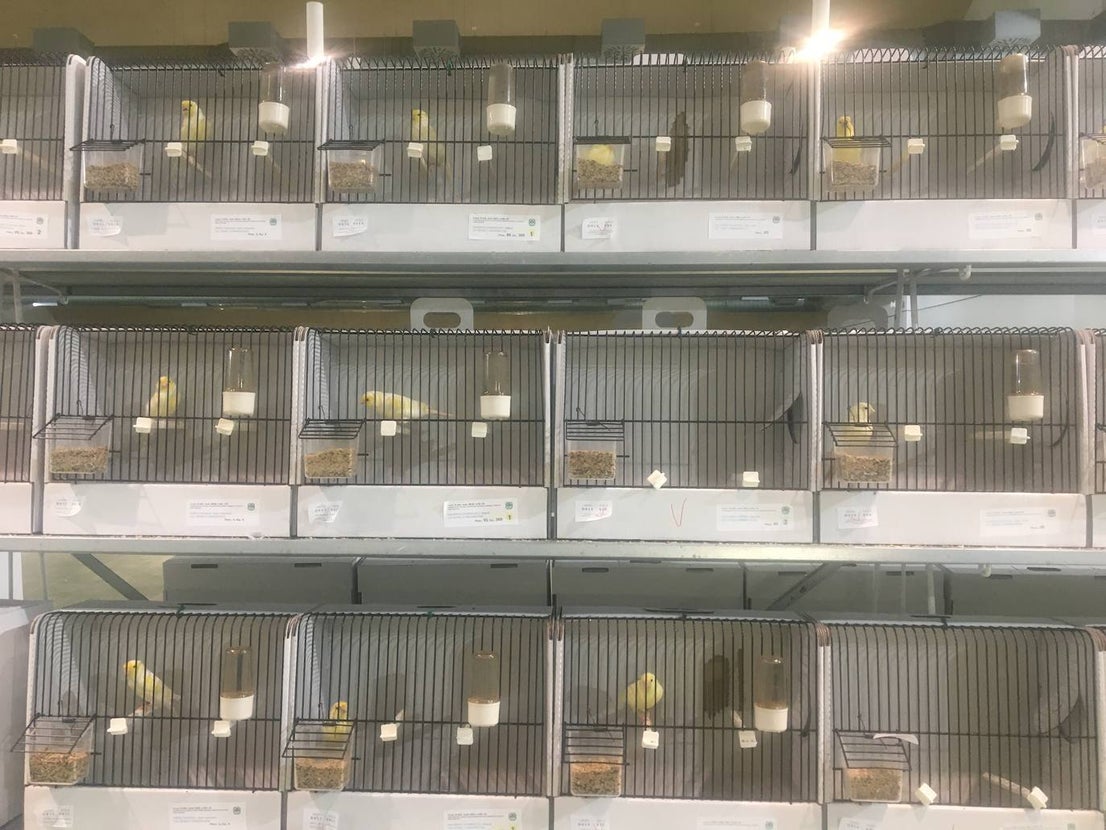 La exposición con los canarios se ha montado en el Palacio del Vino y la Aceituna 