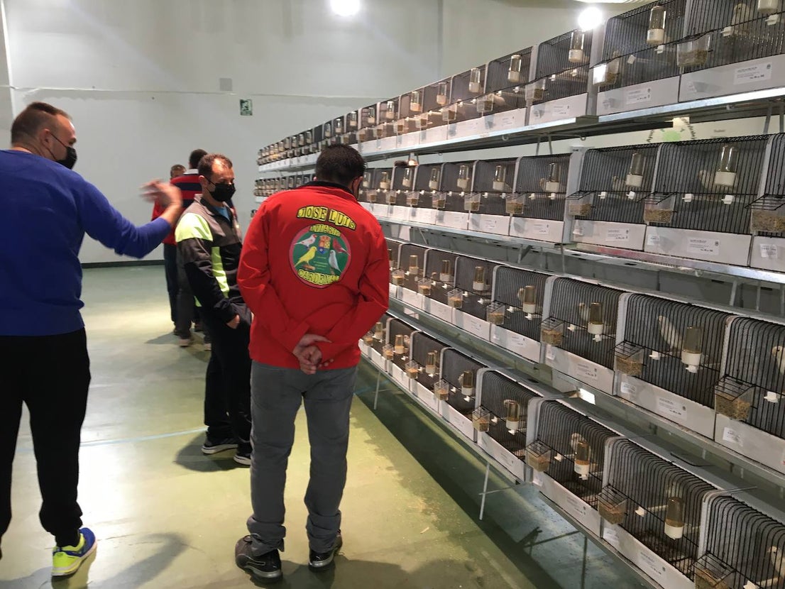 La exposición con los canarios se ha montado en el Palacio del Vino y la Aceituna 