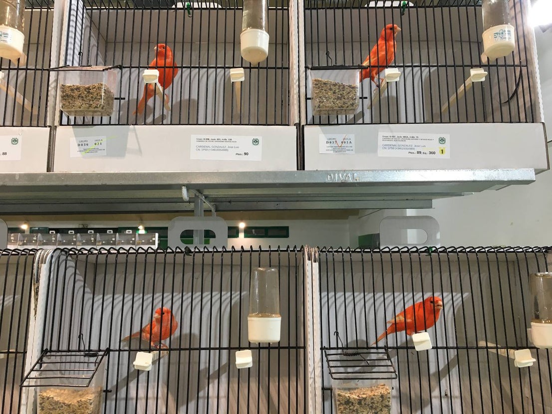 La exposición con los canarios se ha montado en el Palacio del Vino y la Aceituna 