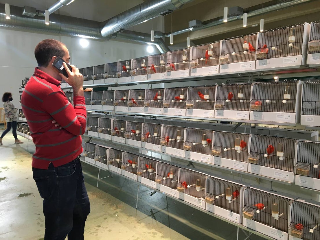 La exposición con los canarios se ha montado en el Palacio del Vino y la Aceituna 