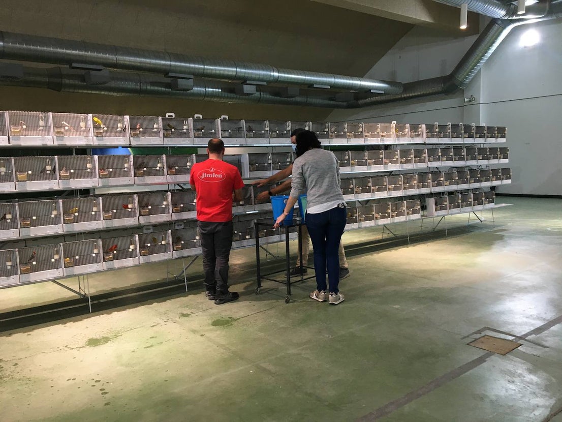 La exposición con los canarios se ha montado en el Palacio del Vino y la Aceituna 