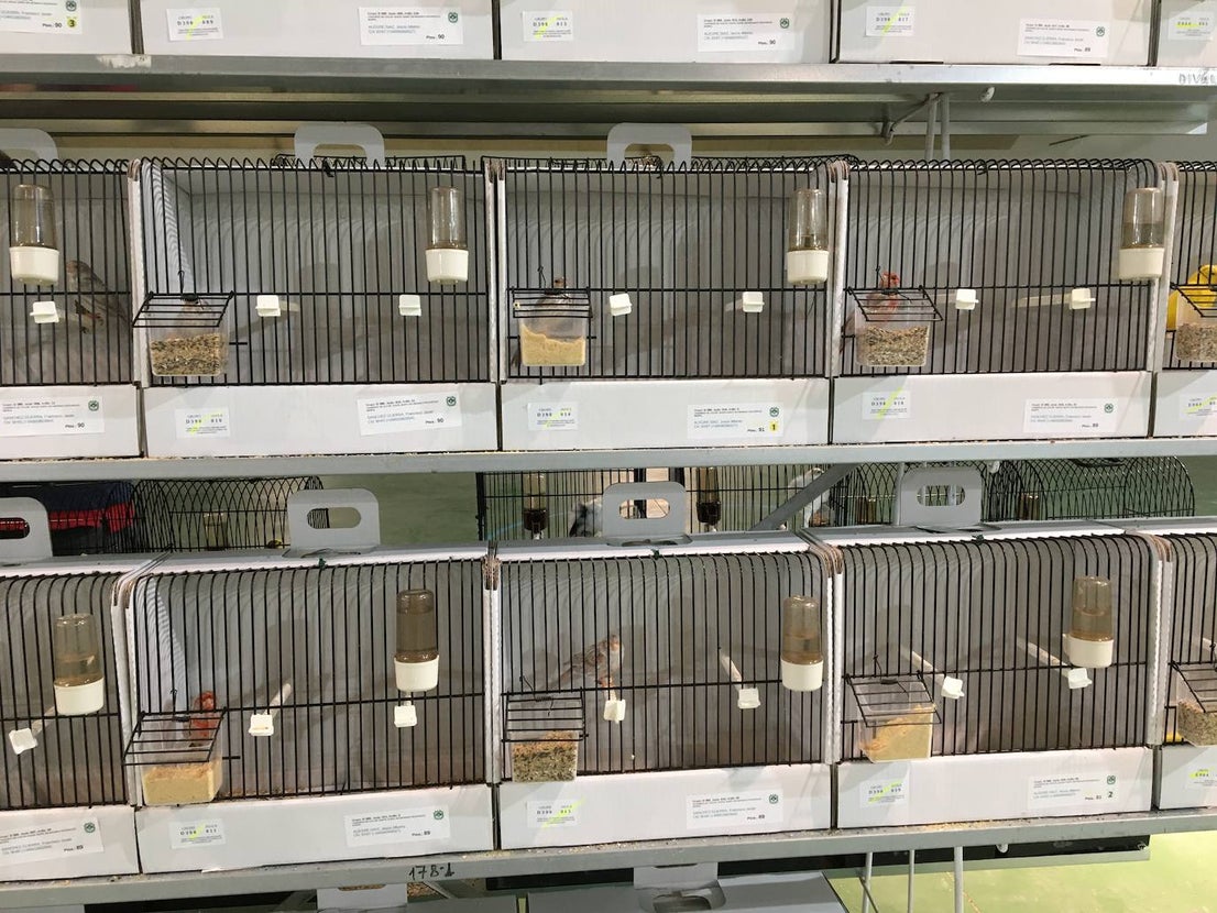 La exposición con los canarios se ha montado en el Palacio del Vino y la Aceituna 