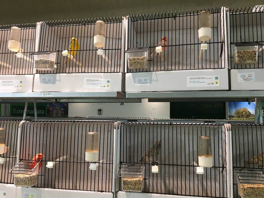 La exposición con los canarios se ha montado en el Palacio del Vino y la Aceituna 