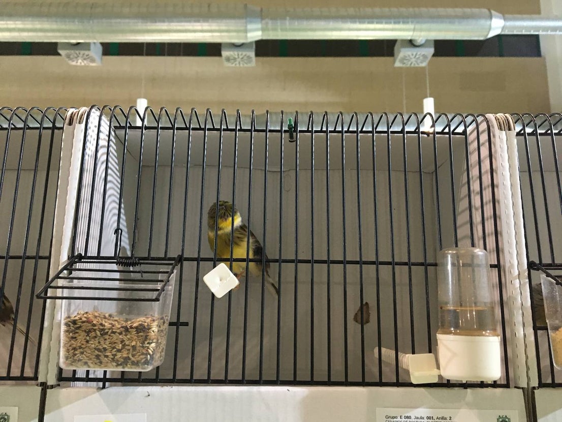 La exposición con los canarios se ha montado en el Palacio del Vino y la Aceituna 