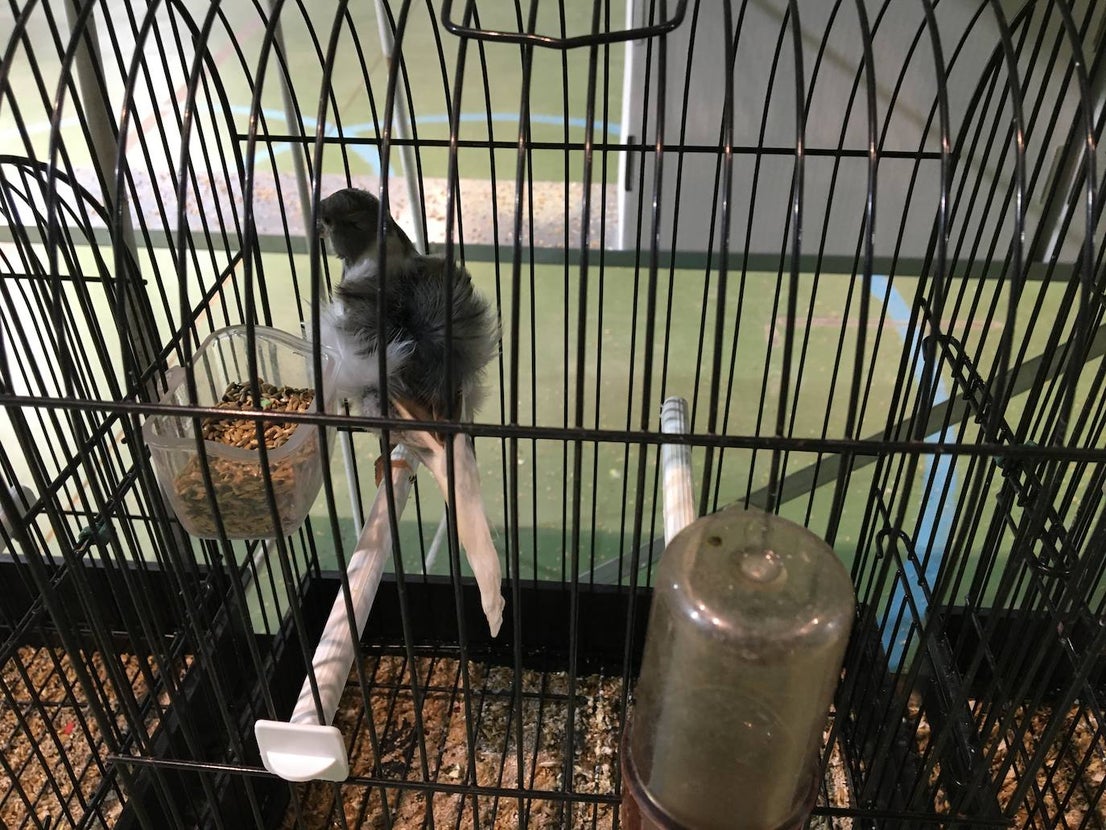 La exposición con los canarios se ha montado en el Palacio del Vino y la Aceituna 